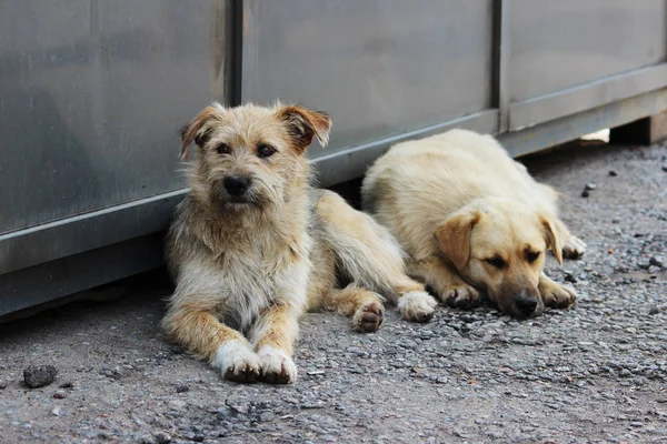 Two teenage puppies lie in the shade in the summer on the grocery market. — Stock Photo, Image