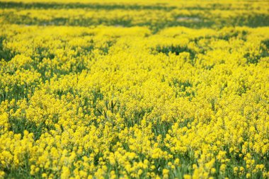 Erken yaz aylarında çiçek açması Barbarea tecavüz sarı alan.