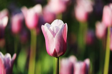 Bahar arka plan. Ahşap arka plan üzerinde karahindiba taze çiçek çelenk. Kopya alanı.