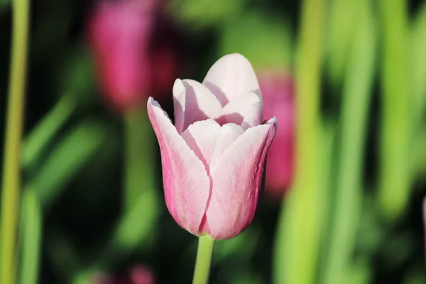 1 보라색 튤립 꽃밭에 성장. — 스톡 사진