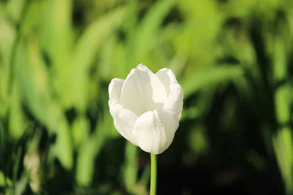 stock image One white tulips grows on a flower bed.