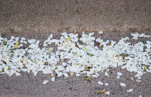 Pétalos de cereza pájaro se desmoronaron y se reunieron en la acera de la carretera . —  Fotos de Stock