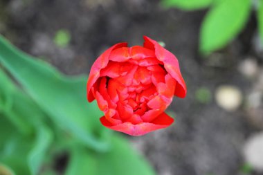 Kırmızı tek Lale çiçek yatağı üzerinde büyür.