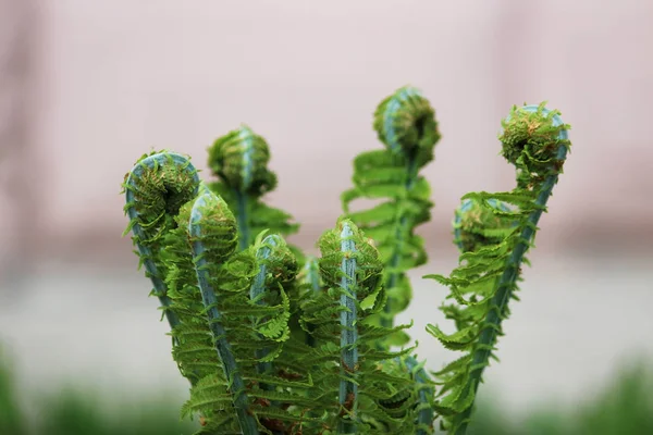 Nephrolepis exaltata Miecz Fern - gatunek paproci z rodziny Lomariopsidaceae. — Zdjęcie stockowe