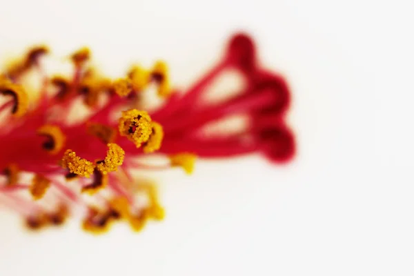 Macro Red Pistil Yellow Flower Stamens Hibiscus Family Malvaceaeon White — Stock Photo, Image