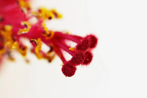 Macro Red Pistil Yellow Flower Stamens Οικογένεια Ιβίσκου Malvaceaeon Λευκό — Φωτογραφία Αρχείου