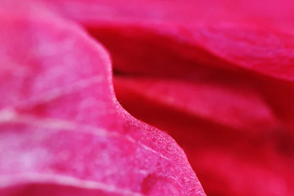 Macrorood Bloemblaadje Van Een Bloemenhibiscus Familie Malvaceae — Stockfoto