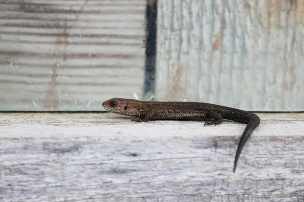 Lagarto Lacerta Agilis Encuentra Cornisa Una Casa Pueblo Madera Región —  Fotos de Stock