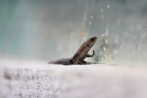 Lagarto Lacerta Agilis Encuentra Cornisa Una Casa Pueblo Madera Región — Foto de Stock