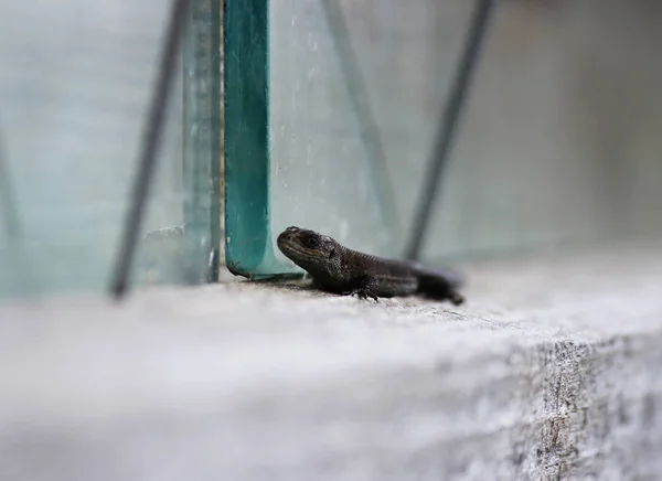 Lagarto Lacerta Agilis Encuentra Cornisa Una Casa Pueblo Madera Región — Foto de Stock