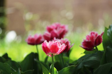 Yapraklarında çift kenarlı pembe laleler..