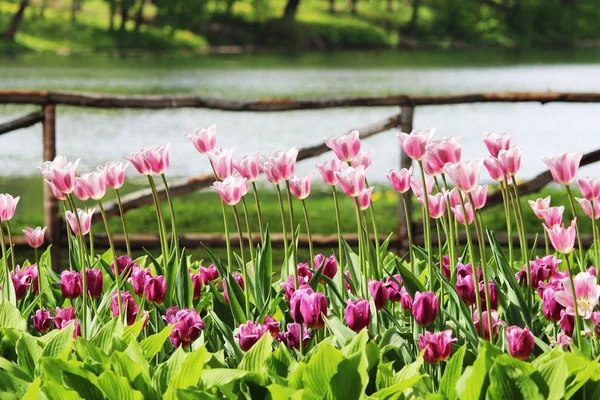 Pink and white tulips grow on a flower bed in a Gatchina park on the background of a wooden fence and a lake