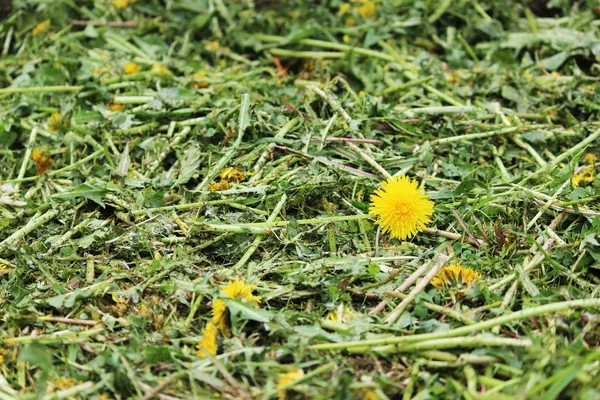 夏の都市の芝生の上の芝生とタンポポの質感 — ストック写真