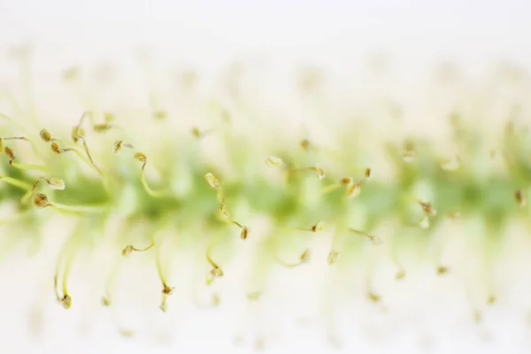 病気柳ラテン Salix のイヤリングを開花マクロは白の背景には ヤナギ科の木質植物の属 — ストック写真