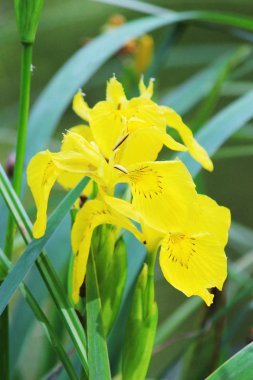 Sarı Iris göl kıyısında çiçek açan