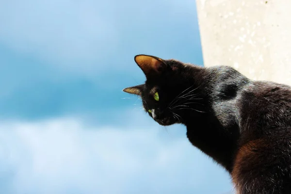 Svart katt ser ner mot väggen och blå himlen. — Stockfoto