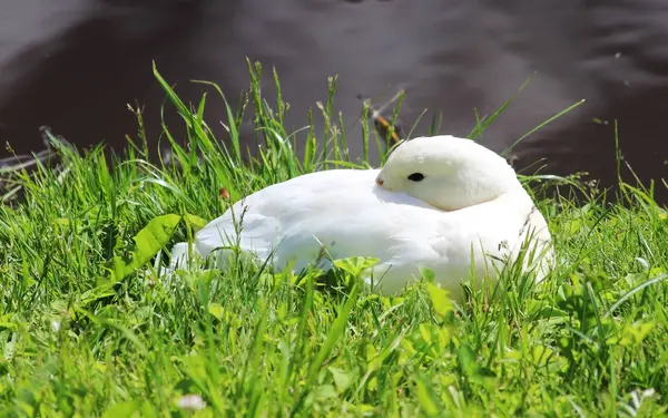 White duck Anas platyrhynchos lies on the shore of the lake in the Gatchina park. — Stock Photo, Image