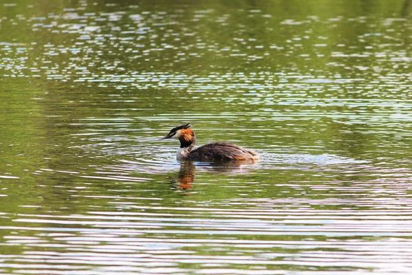 Pato Podiceps cristatus nada ao longo do lago no parque Gatchina . — Fotografia de Stock