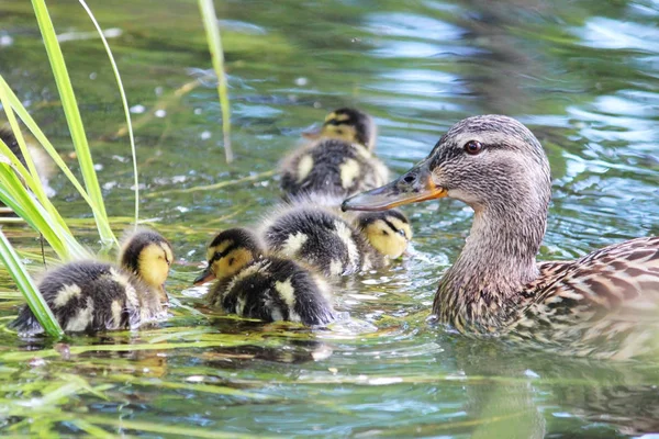 Mallard Duck hen and her ducklings — Stock Photo, Image