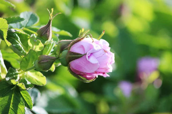 Летом мягко розовый бутон цветущего догроза Роза на ветке . — стоковое фото
