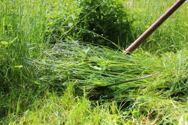 İşçi bir tırpan ile çim biçer. Rusya.