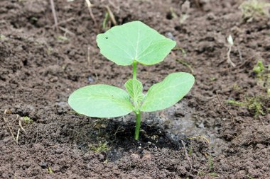 Genç kabak fidan filiz yaz aylarında açık toprağa ekilen