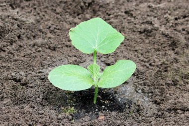 Genç kabak fidan filiz yaz aylarında açık toprağa ekilen