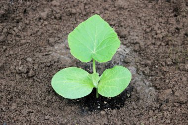 Genç kabak fidan filiz yaz aylarında açık toprağa ekilen