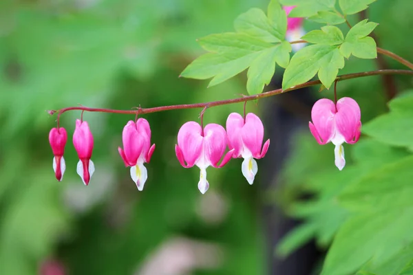 Série de fleurs printanières, Fleur coeur saignant, Dicentra spectabilis — Photo