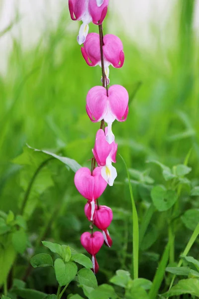 Série de fleurs printanières, Fleur coeur saignant, Dicentra spectabilis — Photo