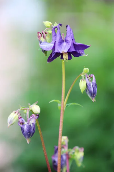 Голубой цветок Aquilegia растет рядом с домом на клумбе . — стоковое фото