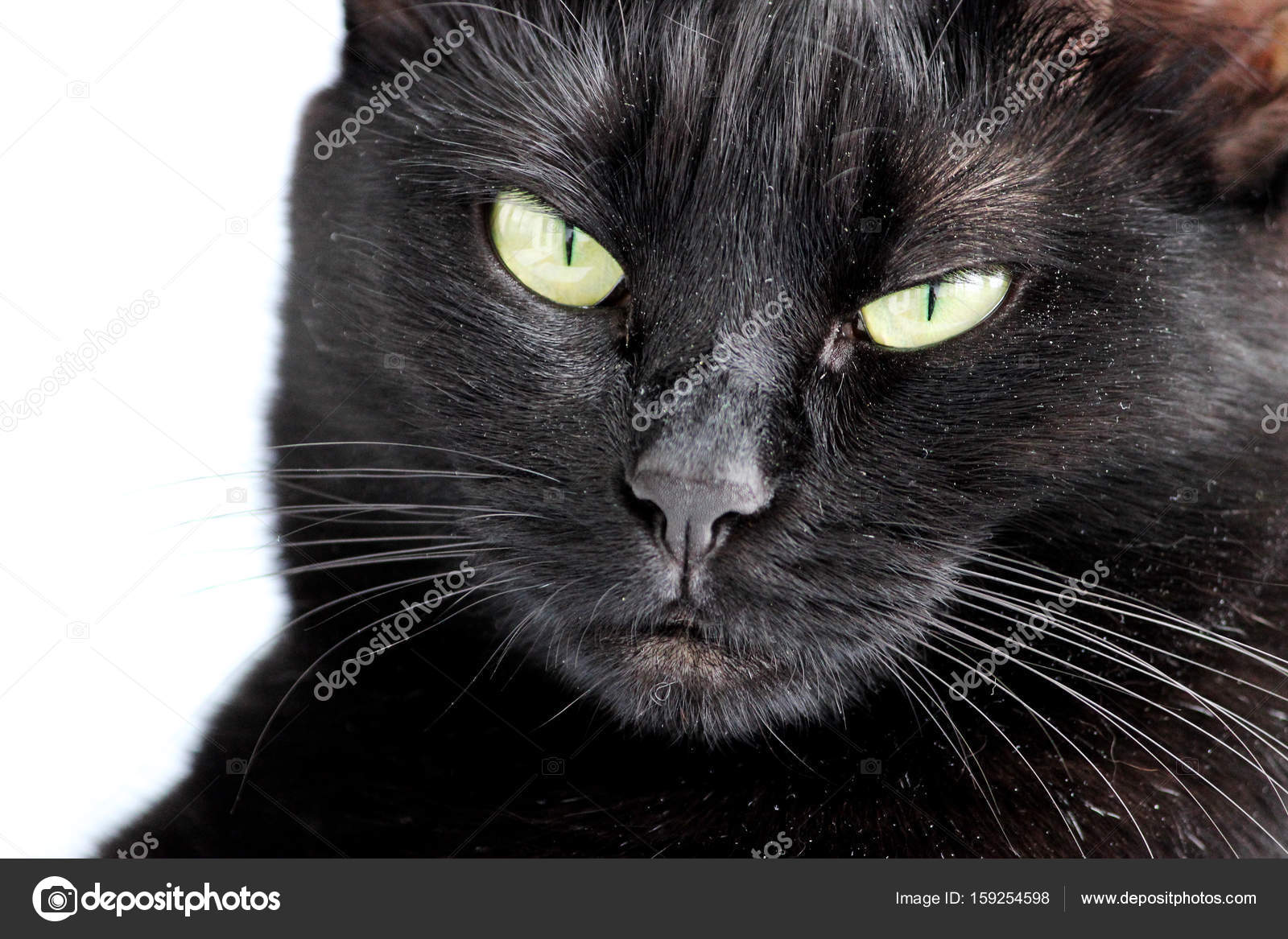 Portrait Rapproche D Un Chat Noir D Halloween Sur Fond Blanc Image Libre De Droit Par Wolfness72 C