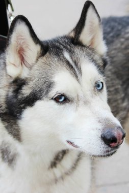 Beyaz ve gri yetişkin Sibirya Husky köpek ya da Sibirsky Husky mavi ve kahverengi gözlü. Hetrokromya.