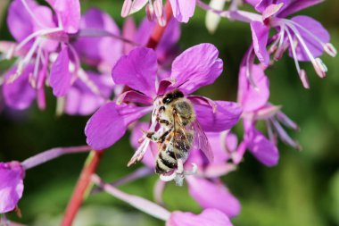 bitki willow herb Chamerion angustifolium çiçek açan ve çiçek arı pollinates.