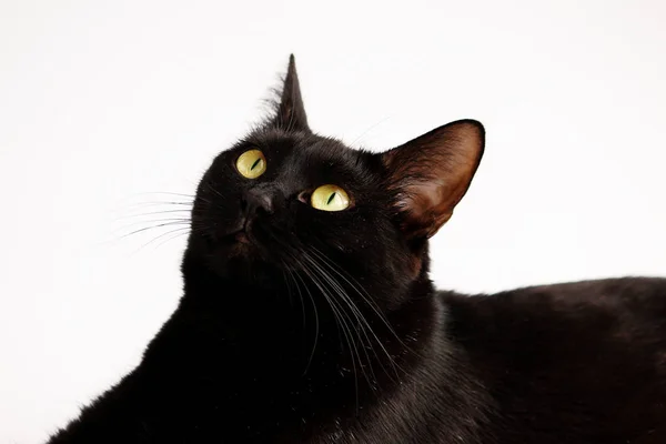 Zbliżenie portret kota Halloween czarno na białym tle — Zdjęcie stockowe