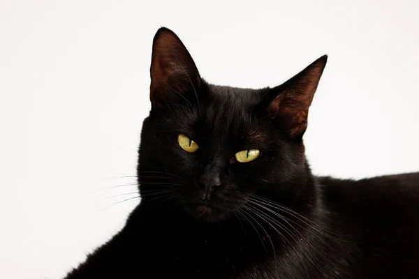 흰색 배경에 할로윈 검은 고양이의 근접 촬영 초상화 — 스톡 사진