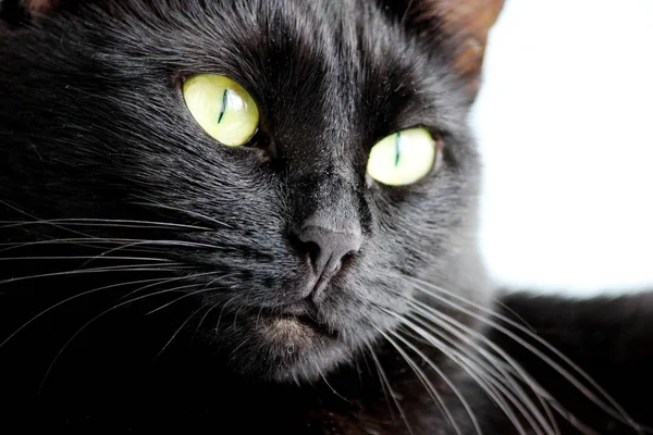 Портрет крупным планом Хэллоуинской черной кошки на белом фоне — стоковое фото