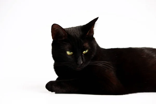 흰색 배경에 할로윈 검은 고양이의 근접 촬영 초상화 — 스톡 사진