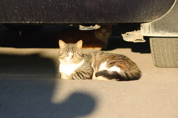 I gatti senzatetto si siedono sotto l'auto illuminata dal sole estivo al tramonto . — Foto Stock
