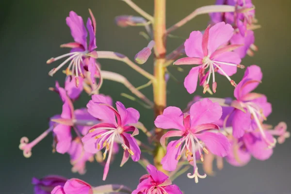 Plante saule herbe Chamerion angustifolium fleurissent — Photo