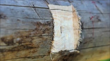 Gecikme, Rusya için bir balta kullanarak el ile yerde planlanmaktadır giderme ışın bir oluk yapma.