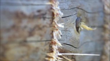 Gecikme, Rusya için bir balta kullanarak el ile yerde planlanmaktadır giderme ışın bir oluk yapma.