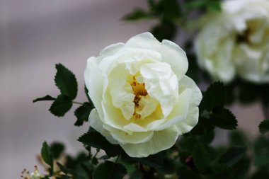 Bush yakınındaki evin bahçesinde bir çay gül çiçek çiçek.