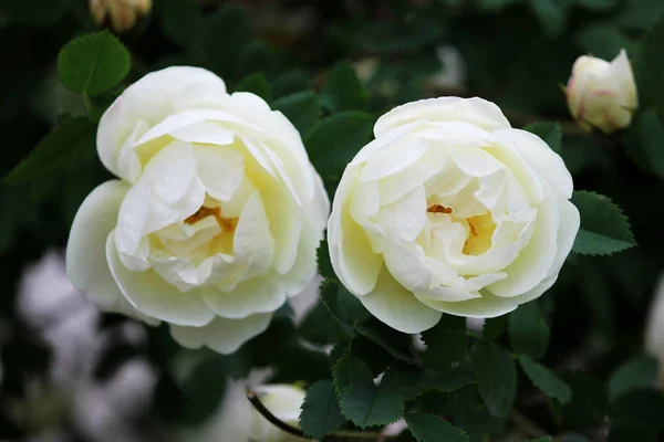 Due fiori di un tè sono saliti fioriti su un cespuglio nel giardino vicino alla casa . — Foto Stock