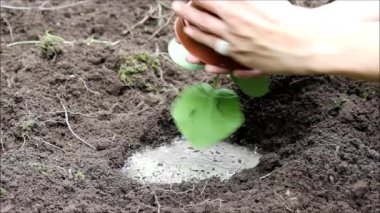 Açık zemine pot kabak Cucurbita fidan dikim