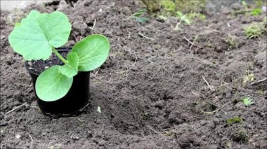 Açık zemine pot kabak Cucurbita fidan dikim