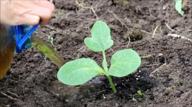 Açık zemine pot kabak Cucurbita fidan dikim