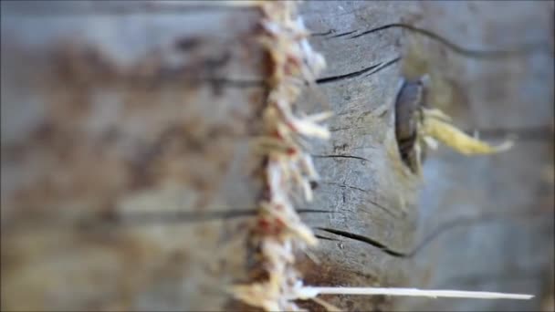 Сделав борозду в бревне для крепления пола, к которому планируется прикрепить топор вручную, Россия . — стоковое видео