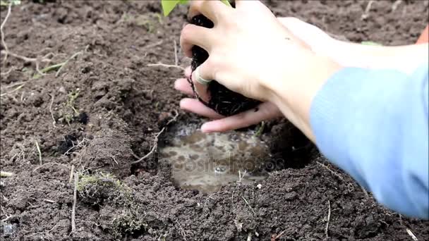 Planten pompoen Cucurbita zaailingen uit de pot in de open grond — Stockvideo