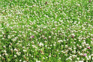 Trifolium tövbe eder. Yoğun bir şekilde yoncalarla kaplanmış bir çim.